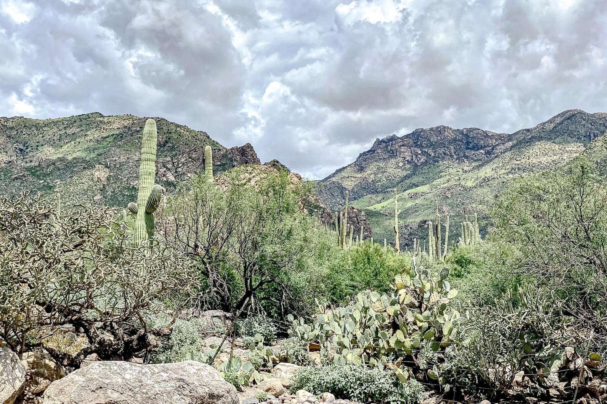 Canyon View Tucson Zimmer foto